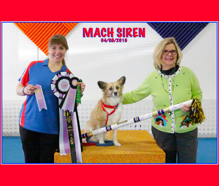 Photo of Siren, an American Eskimo Dog, American Pit Bull Terrier, Cocker Spaniel, German Shepherd Dog, and Mixed mix