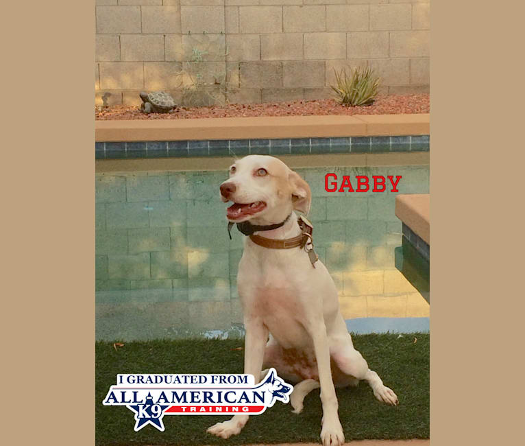 Gabriel (Gabby), a Cocker Spaniel and Chihuahua mix tested with EmbarkVet.com