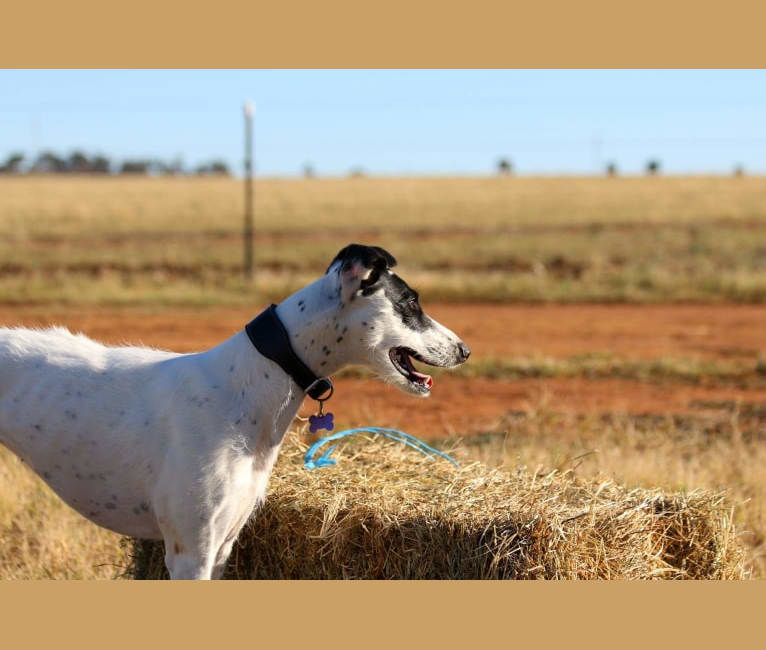 Keeley, a Whippet and Greyhound mix tested with EmbarkVet.com