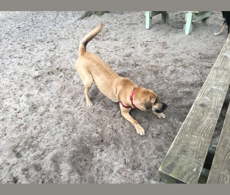 Photo of Ella, an Anatolian Shepherd Dog, Bloodhound, and German Shepherd Dog mix in Pensacola Beach, Florida, USA