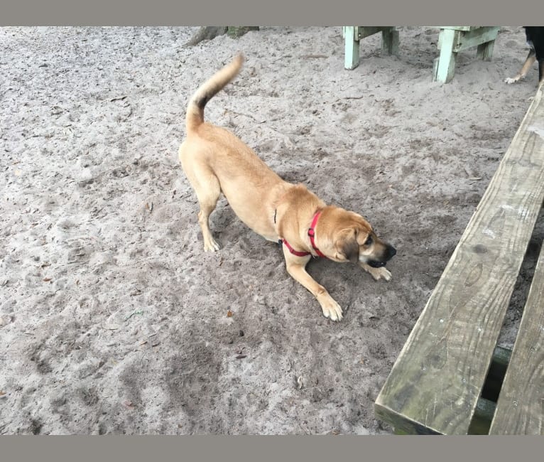 Ella, an Anatolian Shepherd Dog and Bloodhound mix tested with EmbarkVet.com