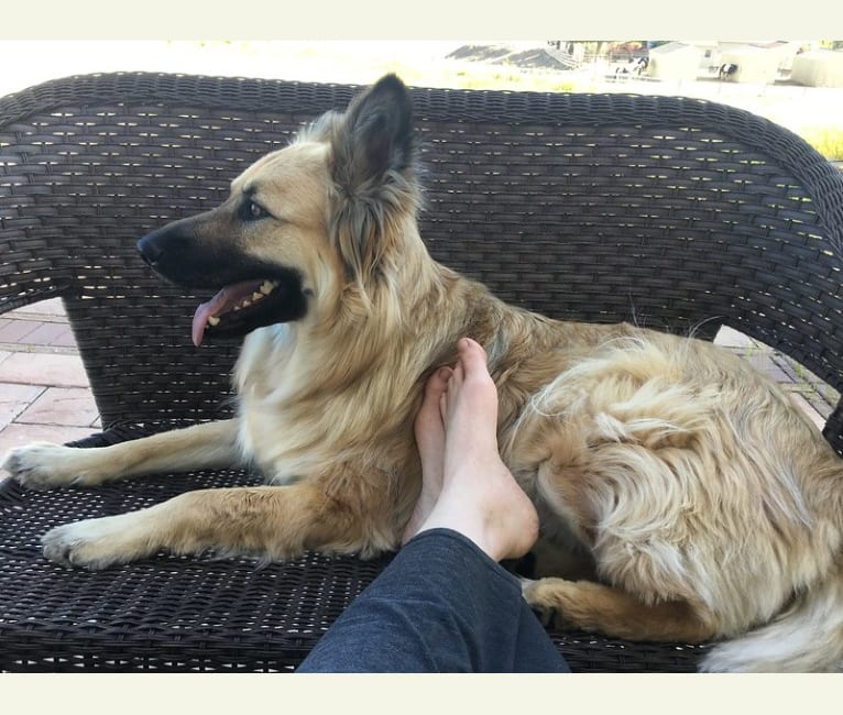 Caius, a German Shepherd Dog and Siberian Husky mix tested with EmbarkVet.com