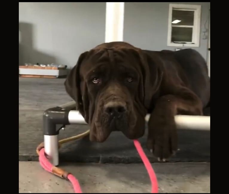 Cade, a Cane Corso tested with EmbarkVet.com