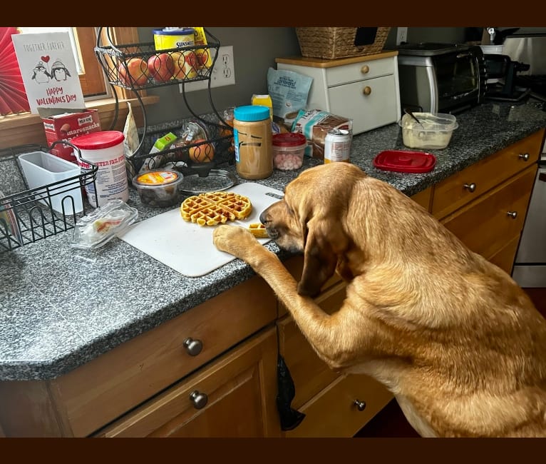Penny Hound Dog, a Bloodhound tested with EmbarkVet.com