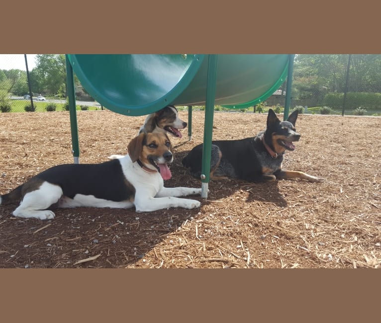 Photo of Freckles, a Beagle and German Shepherd Dog mix in Blacksburg, Virginia, USA