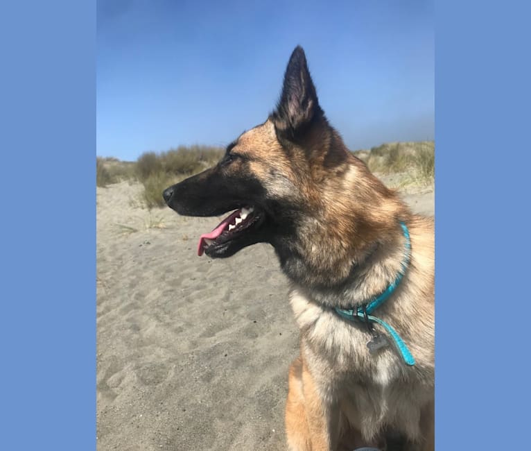 Remie, a German Shepherd Dog and Belgian Malinois mix tested with EmbarkVet.com