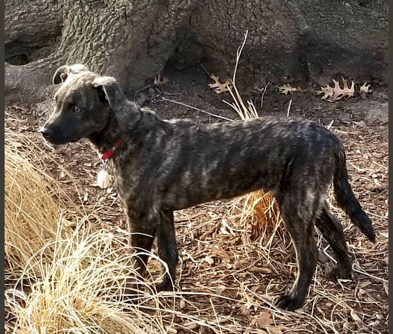 brindle schnauzer