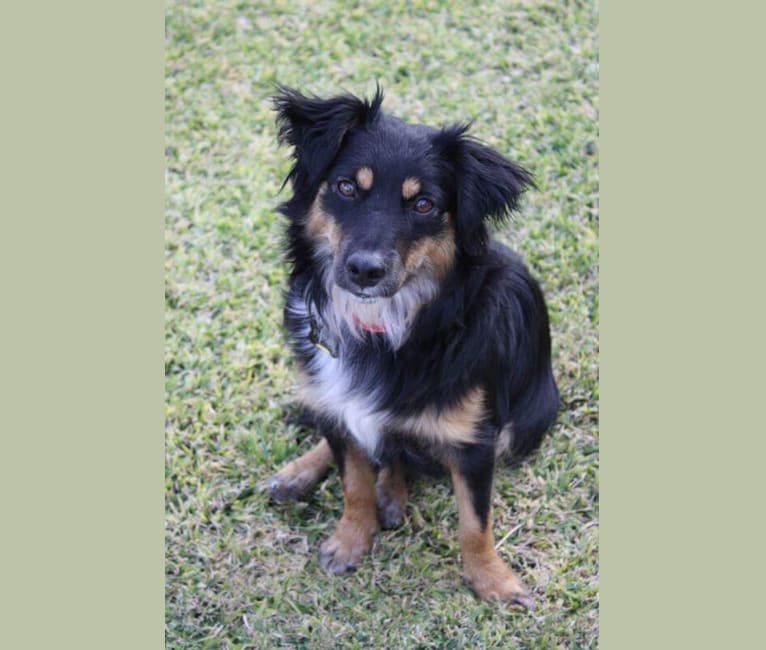 Fiona, an Australian Cattle Dog and Chihuahua mix tested with EmbarkVet.com