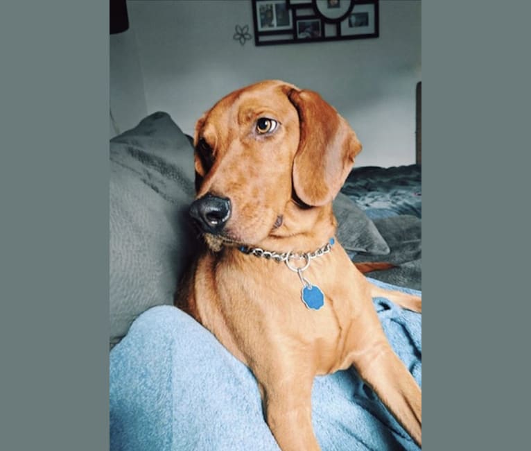 Golden retriever coonhound mix clearance