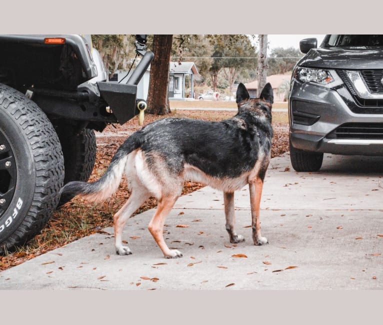 Photo of Myla, a German Shepherd Dog and Border Collie mix in Summerfield, Florida, USA