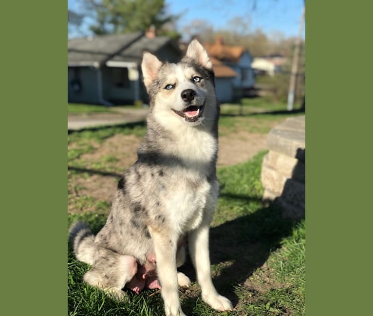 Photo of Tazzy, a Pomsky  in Green City, MO, USA