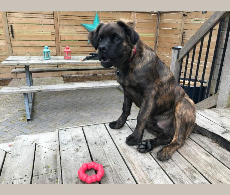 Photo of Bruce, a Cane Corso, American Bulldog, German Shepherd Dog, Russell-type Terrier, and Mixed mix in Hamilton, Ontario, Canada