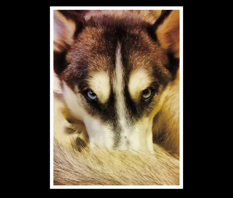 Photo of Teko, a Siberian Husky 
