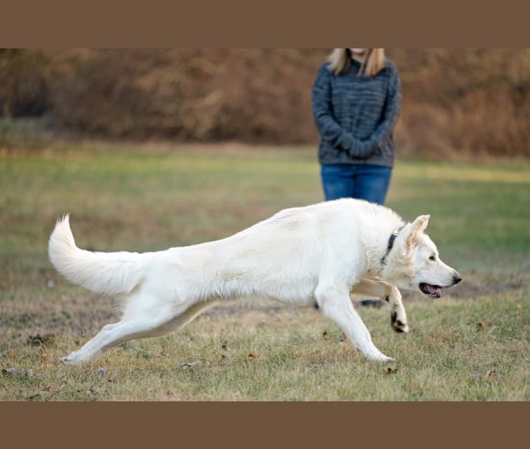 Zuko, a White Shepherd tested with EmbarkVet.com
