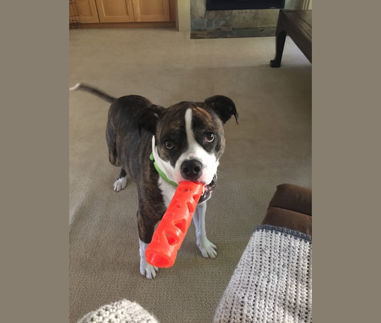 Ada, an American Staffordshire Terrier and Bulldog mix tested with EmbarkVet.com