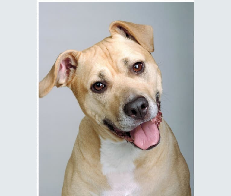 Sandy, an American Pit Bull Terrier and Cane Corso mix tested with EmbarkVet.com
