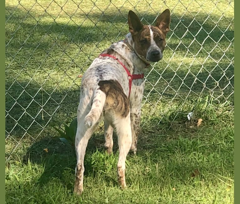 Mieka Rose, an Australian Cattle Dog and American Pit Bull Terrier mix tested with EmbarkVet.com