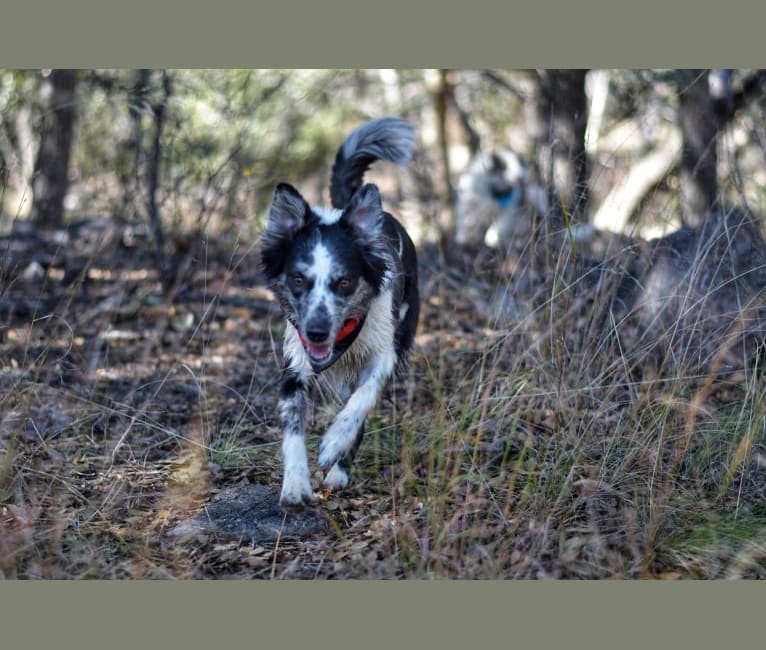 Photo of Third Times A Charm “Makena”, an Australian Shepherd, Weimaraner, Border Collie, and Australian Cattle Dog mix