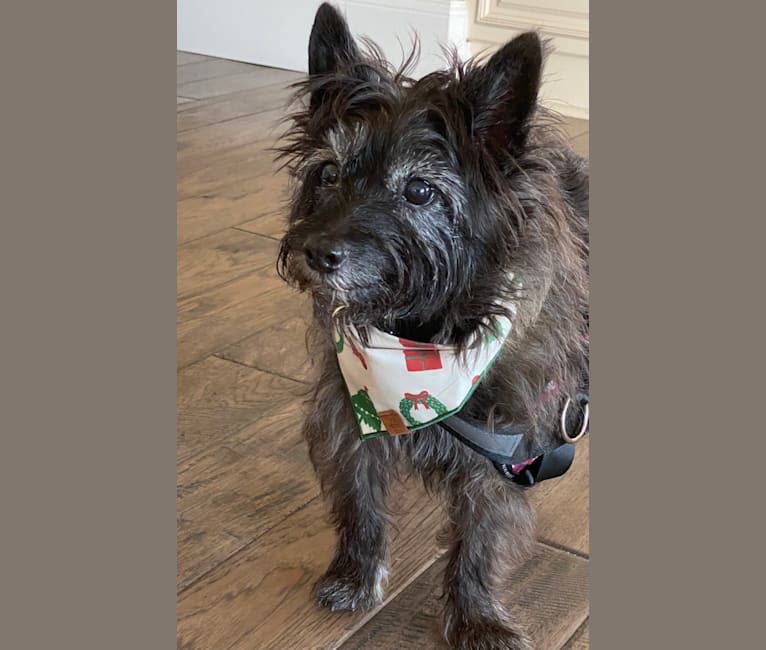 Peppermint, a Cairn Terrier tested with EmbarkVet.com
