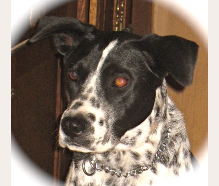 Chow chow cheap dalmatian mix