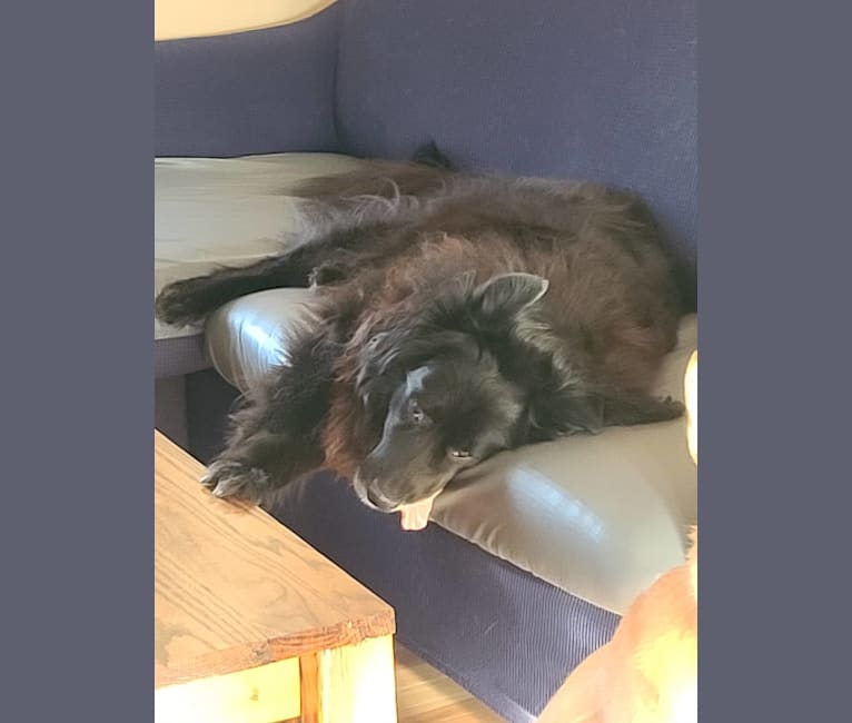 Teddy, a Rottweiler and Samoyed mix tested with EmbarkVet.com