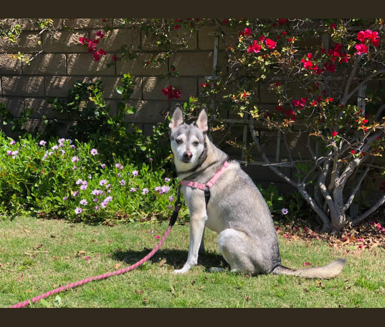 Nala, a Chihuahua and German Shepherd Dog mix tested with EmbarkVet.com