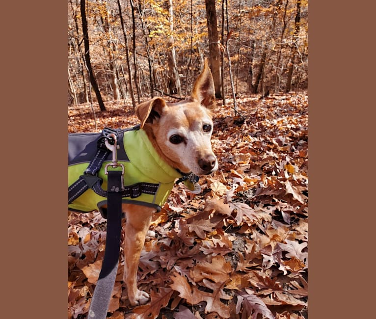 Cricket, a Miniature Pinscher and Beagle mix tested with EmbarkVet.com