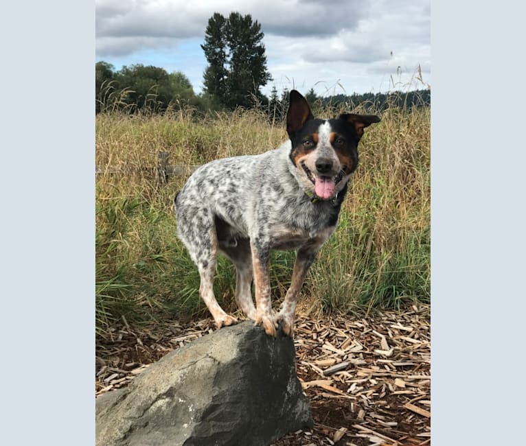 Dash, an Australian Cattle Dog tested with EmbarkVet.com