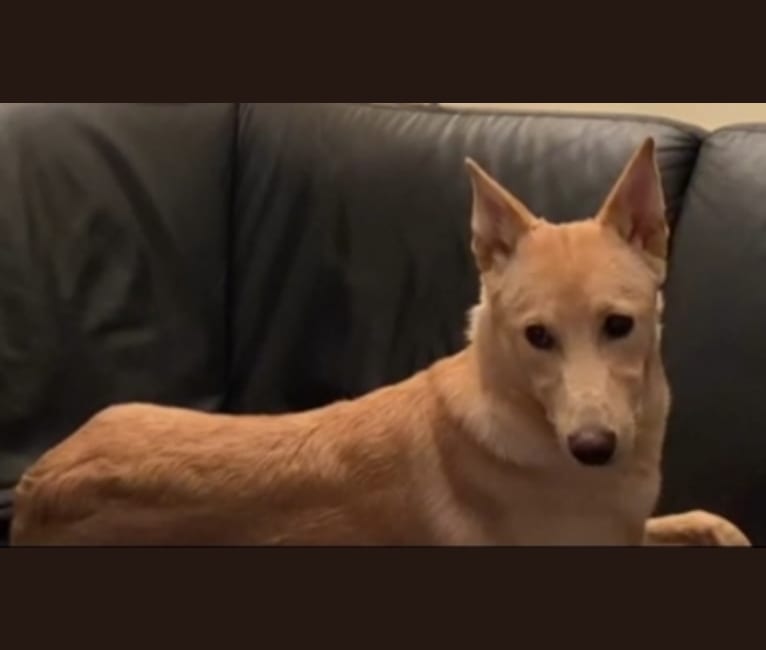 Apricot, a Canaan Dog tested with EmbarkVet.com