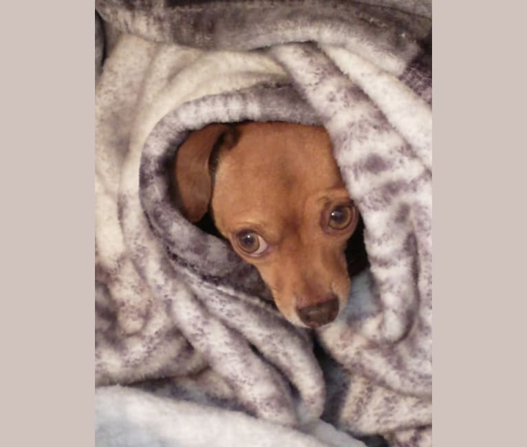 Chico, a Chihuahua tested with EmbarkVet.com