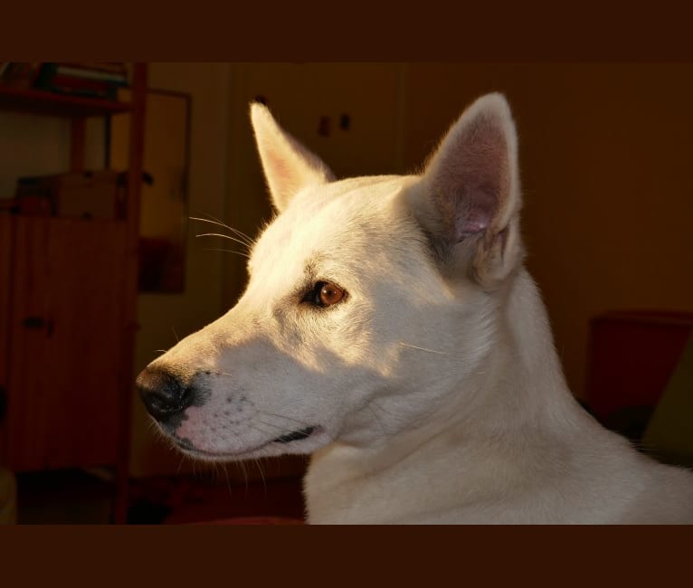 Suri, a Canaan Dog tested with EmbarkVet.com