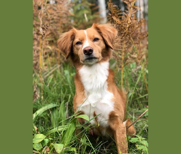 Embark Dog DNA Test Breed