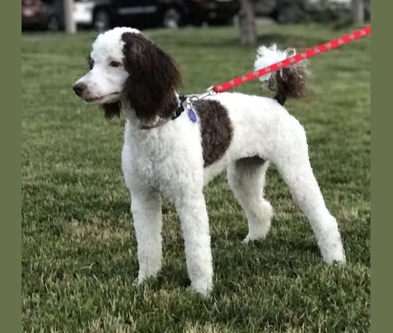 Suzy-Q, a Poodle tested with EmbarkVet.com