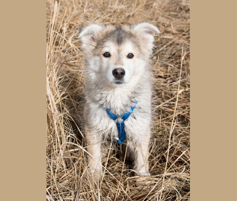 Hero, a Siberian Husky and German Shepherd Dog mix tested with EmbarkVet.com