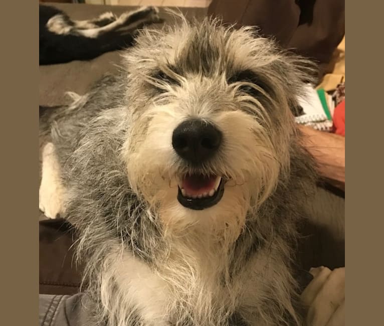 Finn, a Miniature Schnauzer and Siberian Husky mix tested with EmbarkVet.com