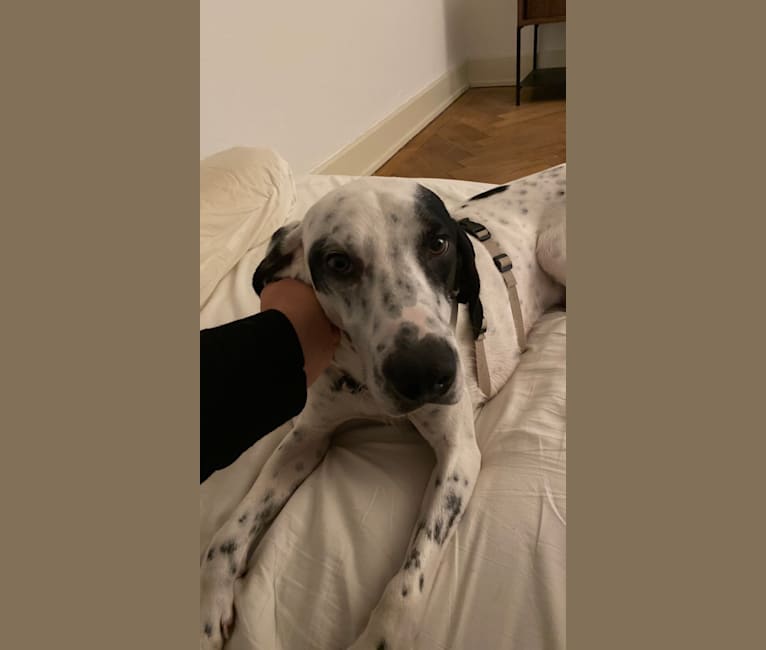 Chibi, an European Village Dog and English Setter mix tested with EmbarkVet.com