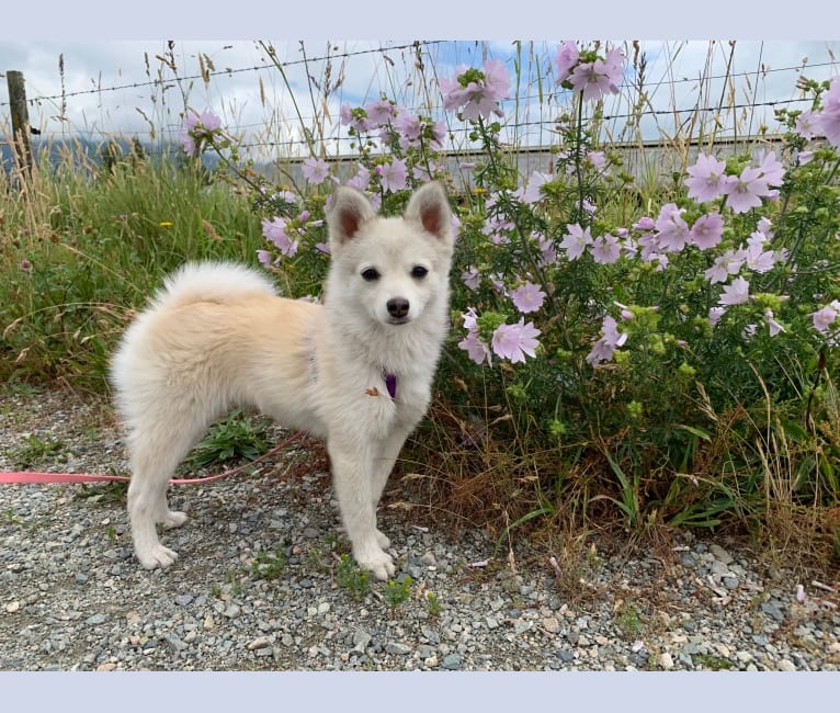 Alaskan klee kai pomeranian mix for sale best sale
