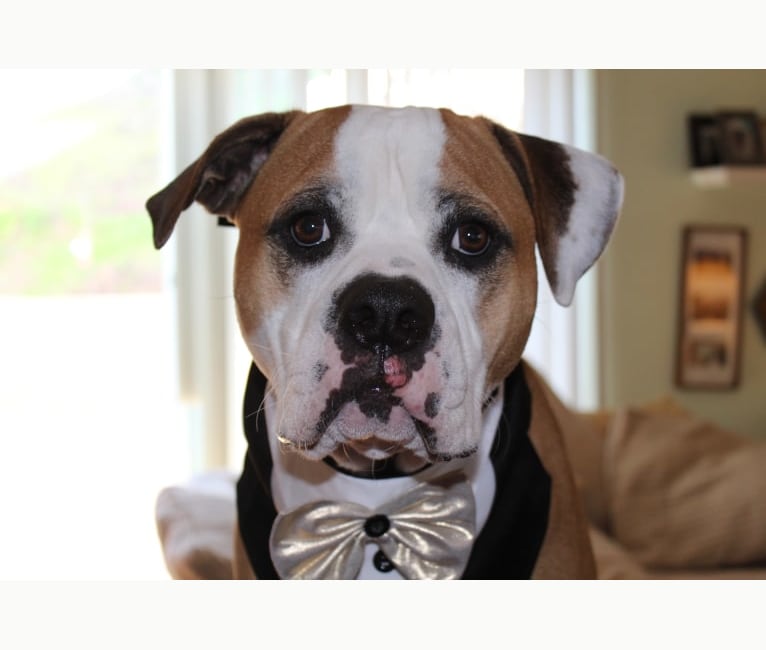 Miyagi, an American Bulldog and Staffordshire Terrier mix tested with EmbarkVet.com