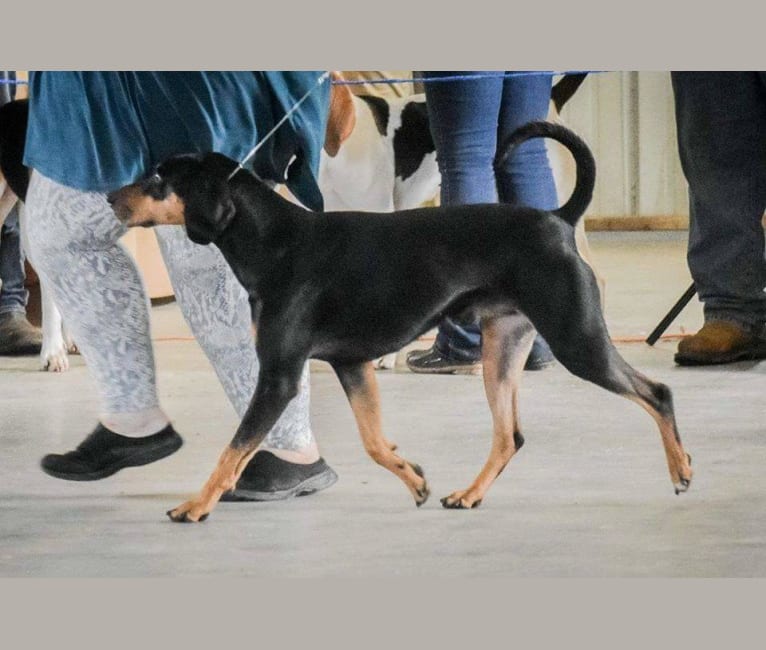 Wyatt, an American Leopard Hound tested with EmbarkVet.com