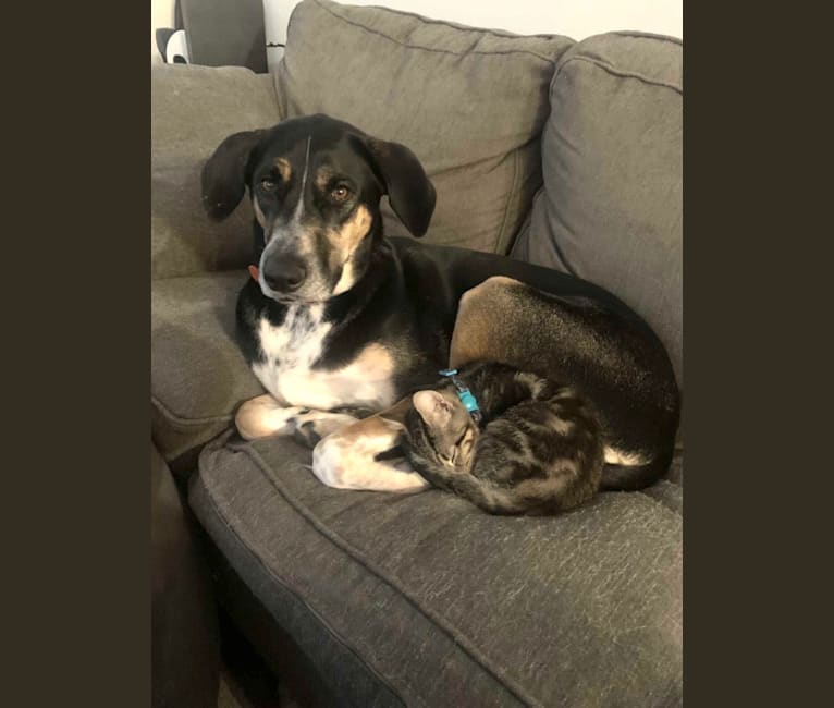 Ruger, a Bluetick Coonhound and Siberian Husky mix tested with EmbarkVet.com