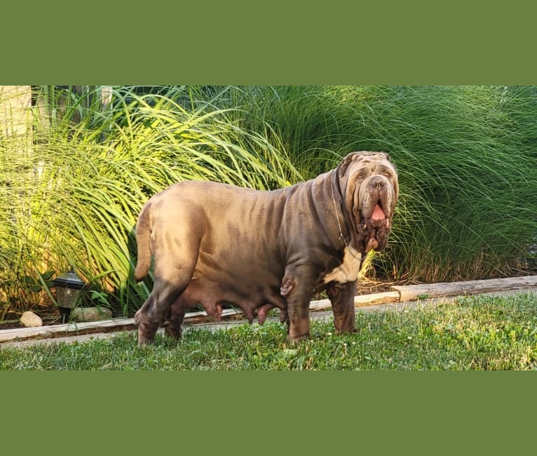 Riv, a Neapolitan Mastiff tested with EmbarkVet.com