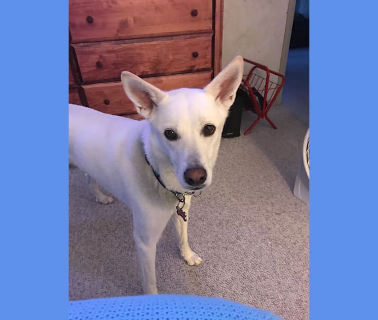 Embark Dog DNA Test Breed