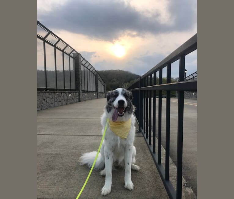 Luna-Belle, a Great Pyrenees tested with EmbarkVet.com