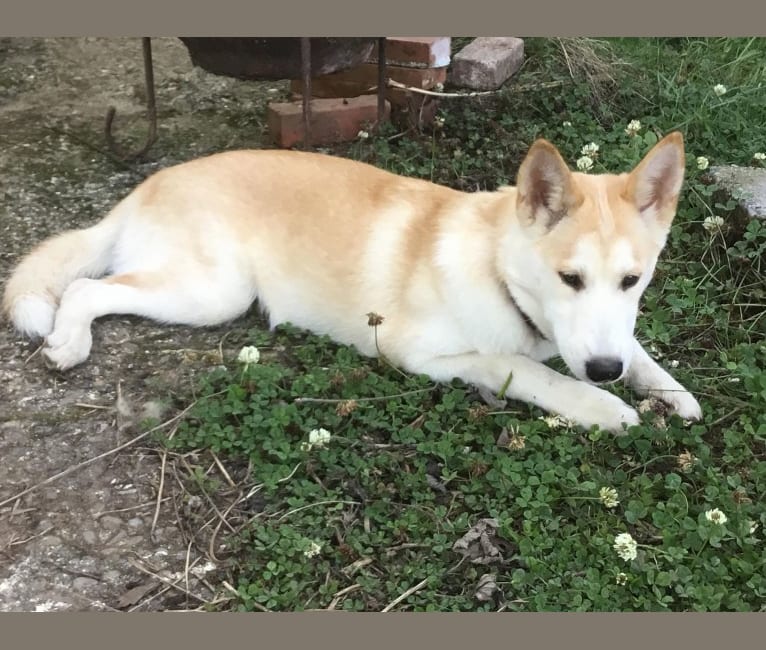 Husky cross dingo top