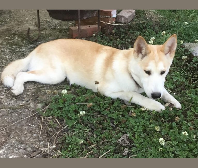 Chai, a Siberian Husky and Shetland Sheepdog mix tested with EmbarkVet.com