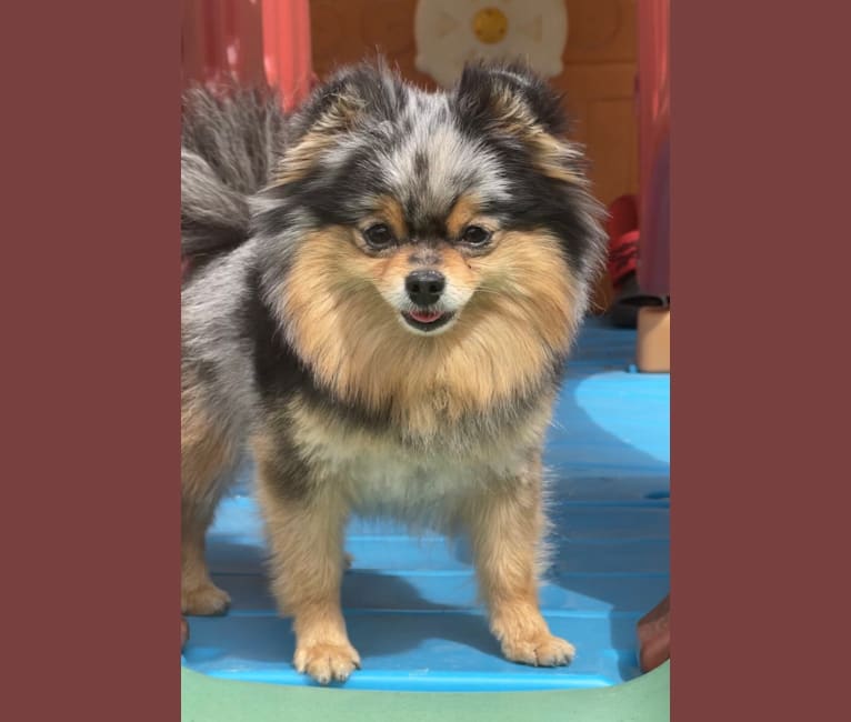 Bella, a Pomeranian tested with EmbarkVet.com