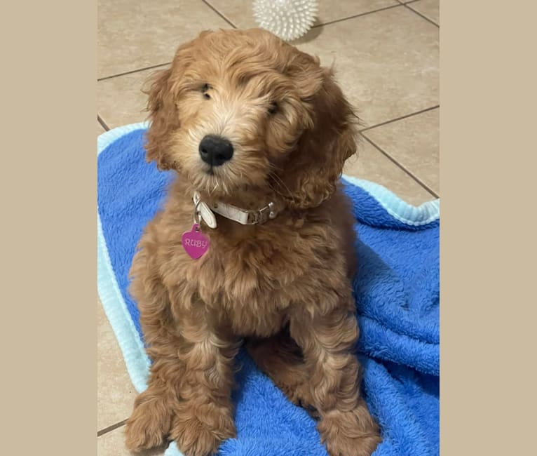 Ruby, a Goldendoodle tested with EmbarkVet.com