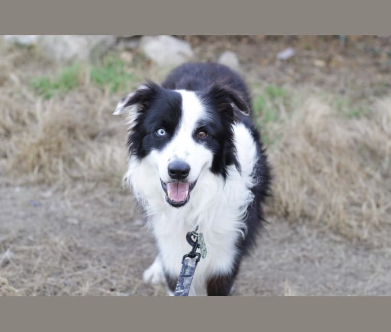 Bo, a Border Collie tested with EmbarkVet.com