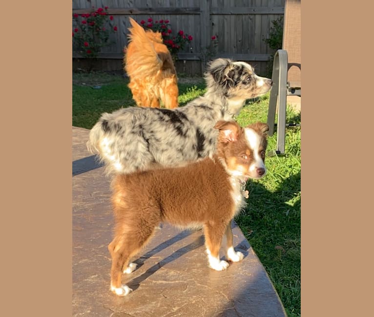 Cooper, an Australian Shepherd tested with EmbarkVet.com