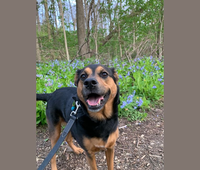 Nala, a Cocker Spaniel and Rottweiler mix tested with EmbarkVet.com